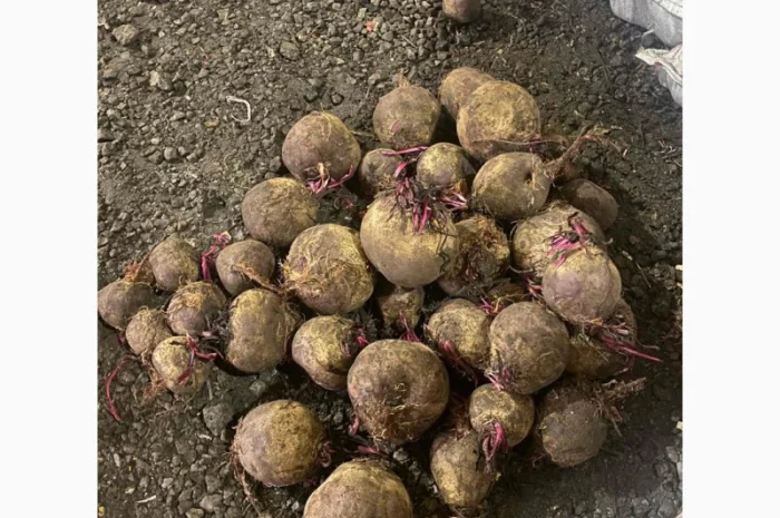 Продаж моркви та буряка від виробника- фото № 6