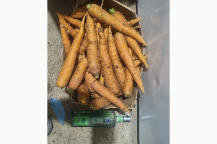 Продаж моркви від фермера, 5 тонн- фото № 2