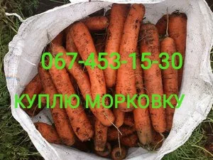 Покупка морковки сорта абака- фото № 1