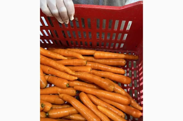 Морковь урожай 2024- фото № 1
