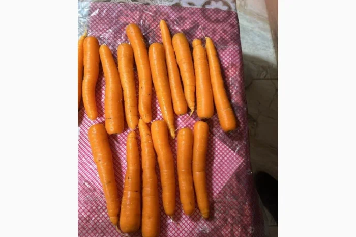 Морковь урожай 2024- фото № 4