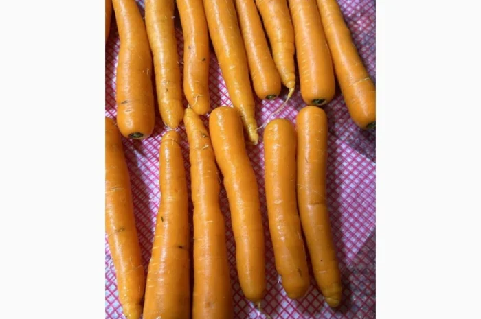 Морковь урожай 2024- фото № 5