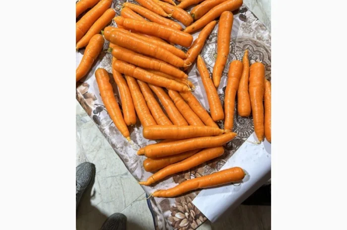 Морковь урожай 2024- фото № 6