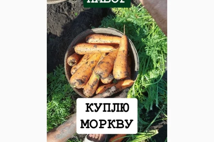 Закупка моркови оптом в Киеве- фото № 1