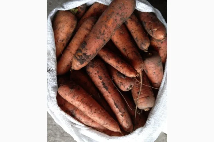 Закупка моркови оптом в Киеве- фото № 2