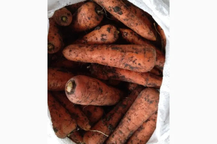 Закупка моркови оптом в Киеве- фото № 4