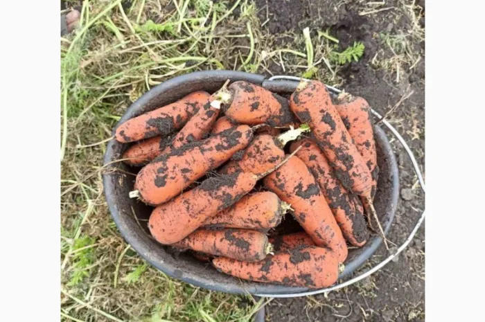 Закупка моркови оптом в Киеве- фото № 6