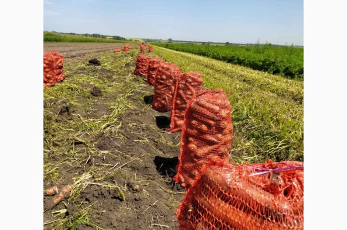 Закупка моркови оптом в Киеве- фото № 8