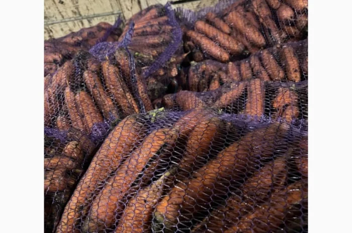 Куплю моркву другого сорту- фото № 1