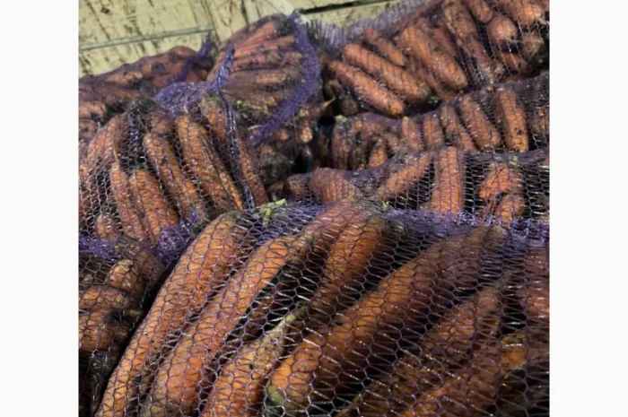 Куплю моркву другого сорту- фото № 2