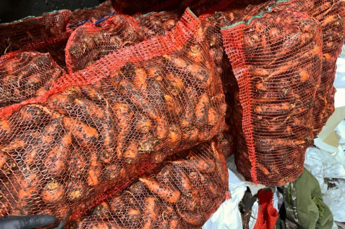 Морква молода оптом- фото № 1