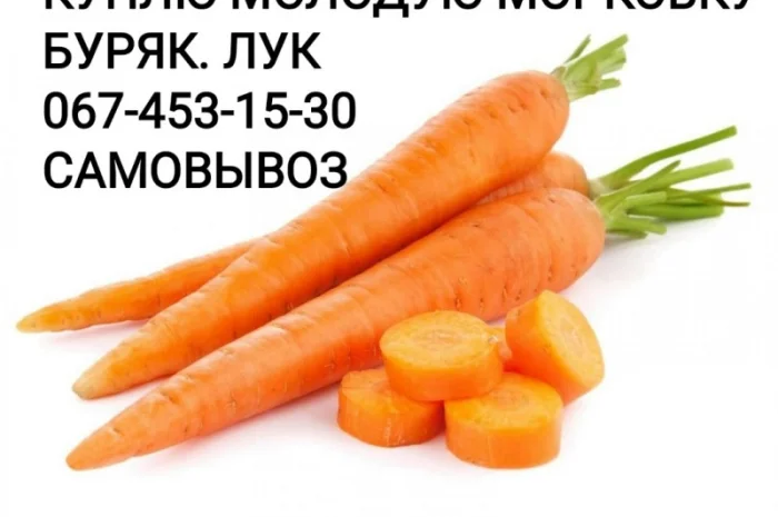 Куплю молодую морковку- фото № 1