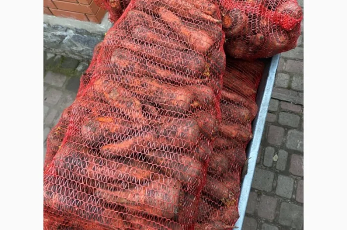 Морква домашня- фото № 1