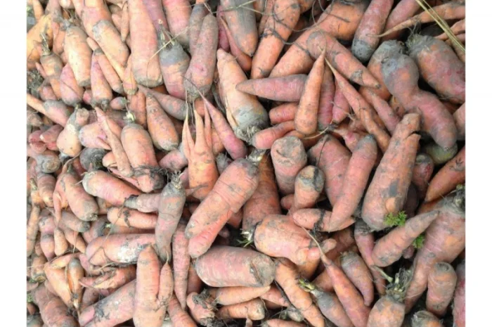 Морква 2 сорт оптом- фото № 1