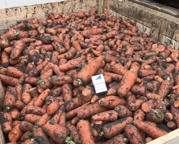 Продажа моркови 2 сорт оптом- фото № 1