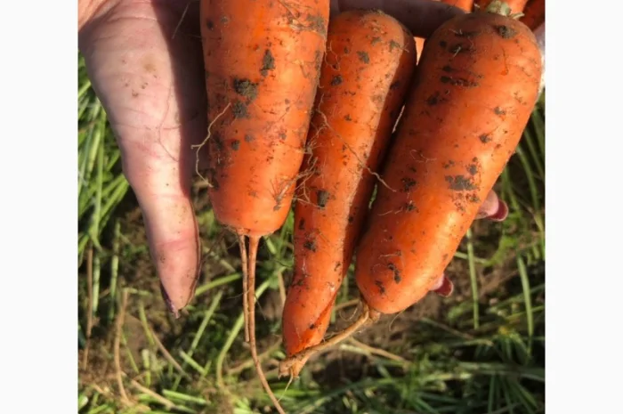 Продажа моркови товарной оптом- фото № 1