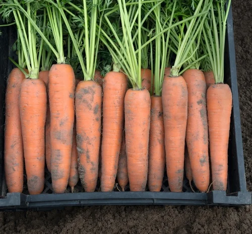 Продажа товарной моркови оптом- фото № 1