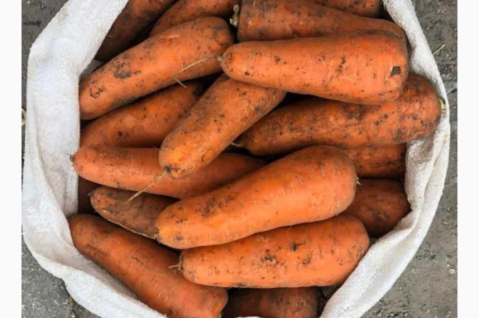 Морква товарна оптом- фото № 1