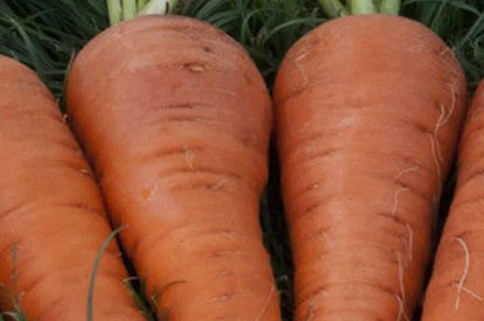 Куплю товарну моркву оптом- фото № 1