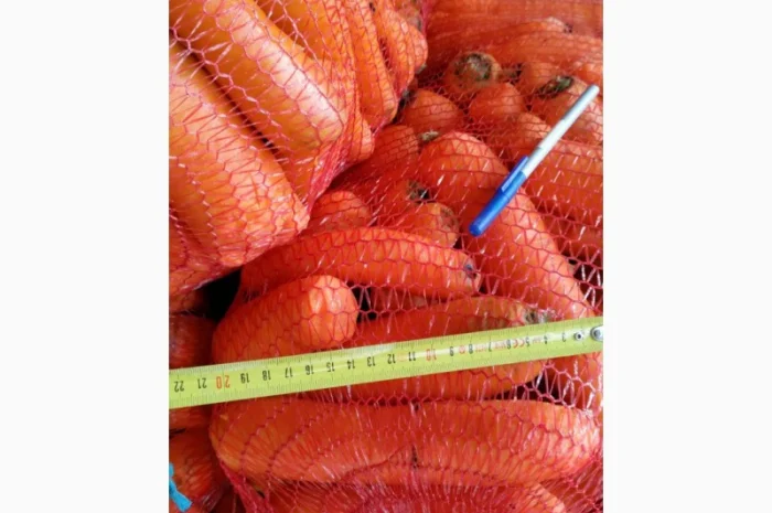 Морква товарна оптом на продаж- фото № 1