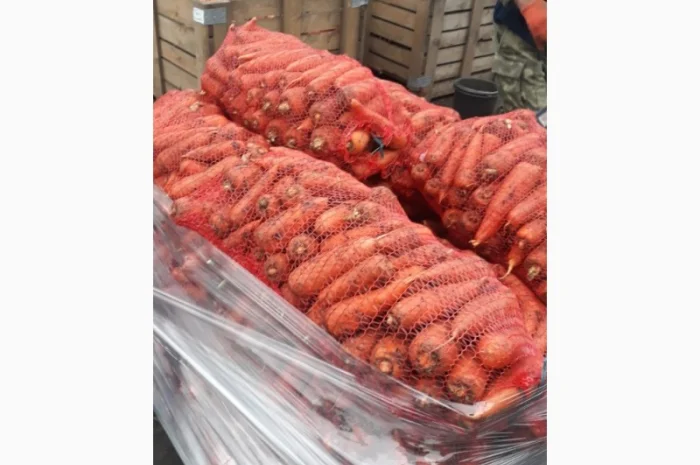 Продаю товарную морковь оптом- фото № 1