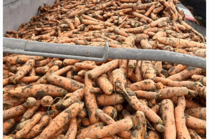 Продаж моркви Биг Баг по 15 кг- фото № 1