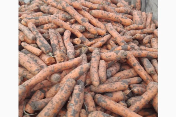 Продаж моркви Биг Баг по 15 кг- фото № 2