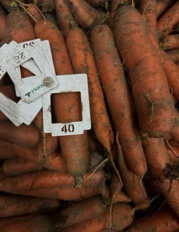 Продажа моркови из Польши оптом в БИГ-БЕГ- фото № 1