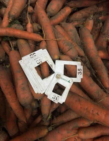 Продажа моркови из Польши оптом в БИГ-БЕГ- фото № 2