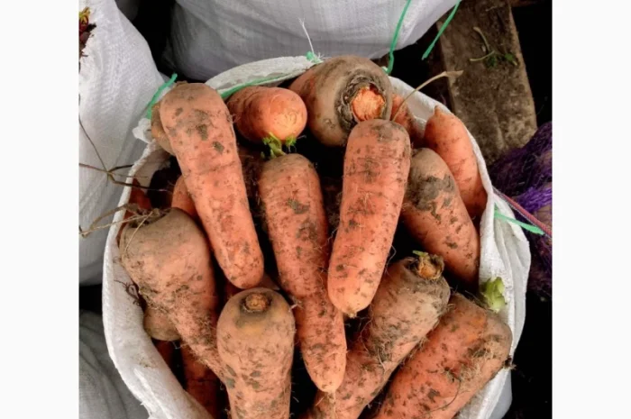 Продаж моркви сорту Каскад- фото № 1