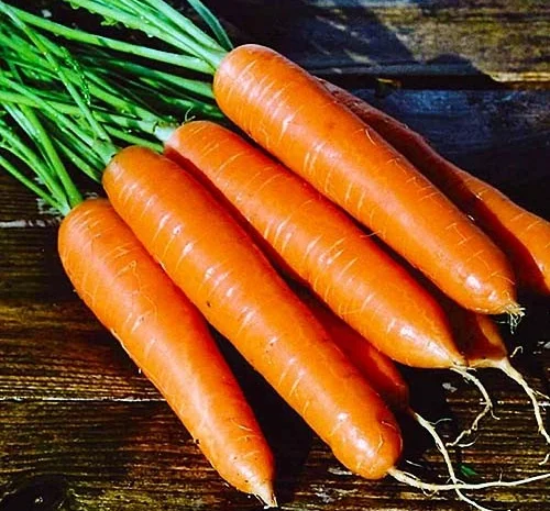 Купівля моркви оптом у великих об'ємах- фото № 1