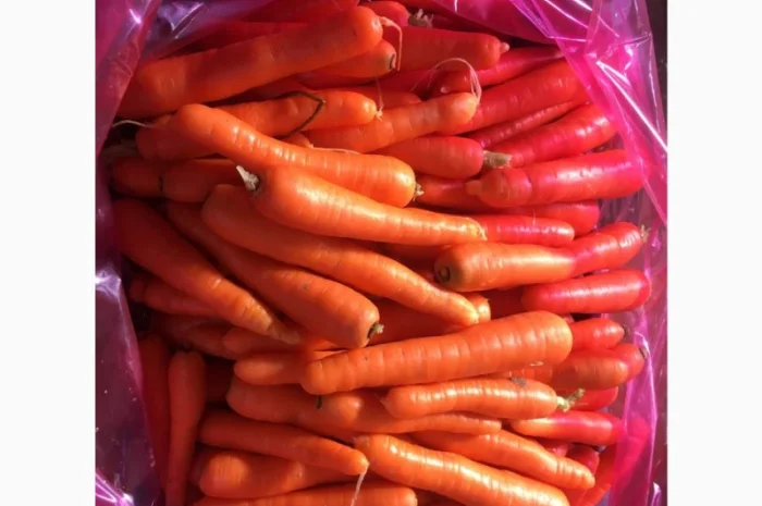 Оптовая продажа МОРКОВЬ качественных- фото № 2