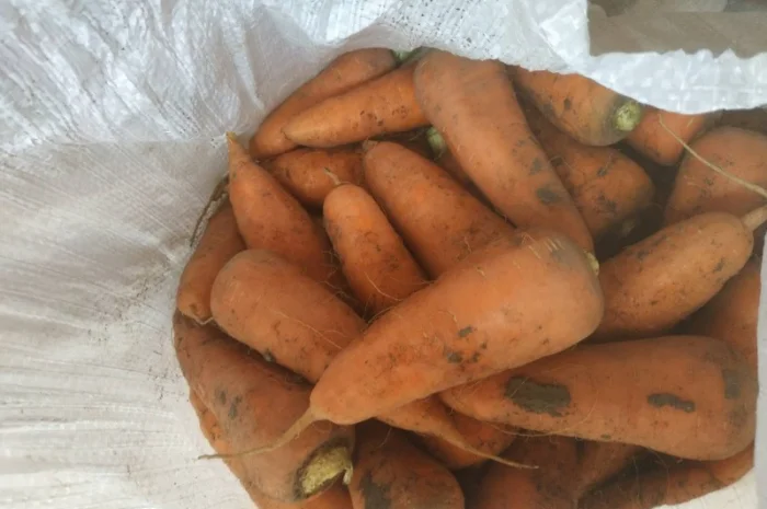 Продам морковь, хорошего качества.Киевская.обл- фото № 1