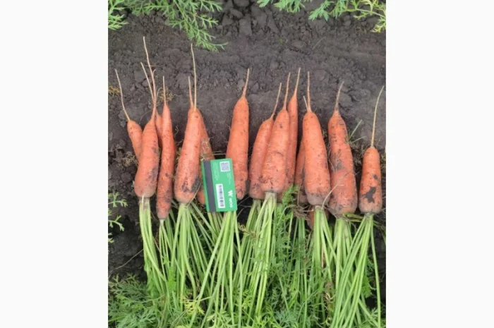 Продам моркву- фото № 1