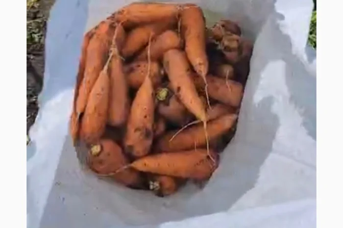 Морковка- фото № 2