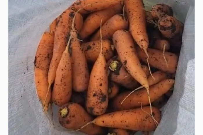 Морковка- фото № 4