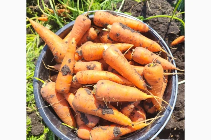 Морковка- фото № 7