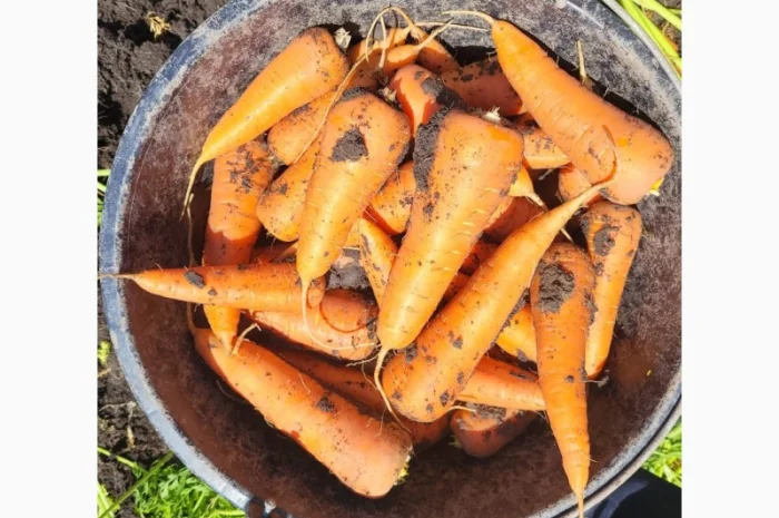 Морковка молдавская- фото № 2