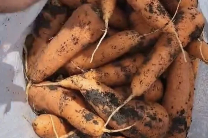 Морковка молдавская- фото № 3