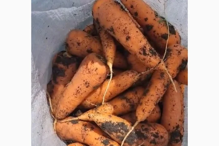 Морковка молдавская- фото № 6