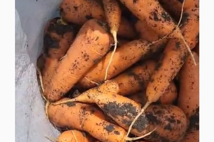 Морковка молдавская- фото № 7