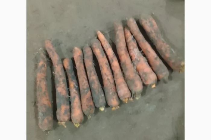 Продам моркву не товарну, під переробку- фото № 1