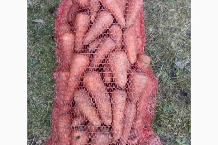 Продам моркву- фото № 1