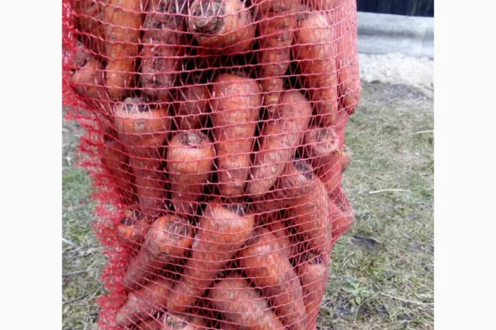 Продам моркву- фото № 2