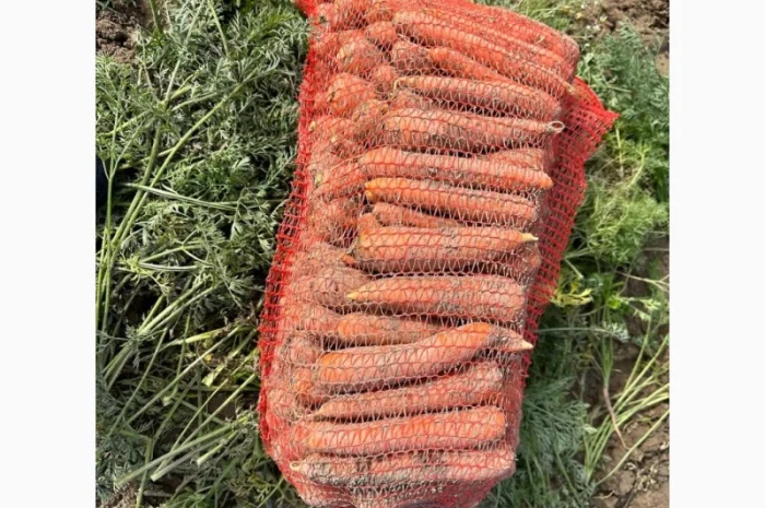 Продам моркву- фото № 1