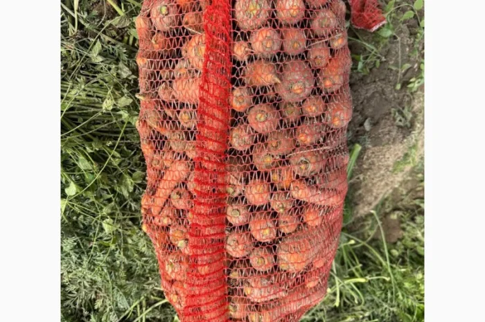 Продам моркву- фото № 2