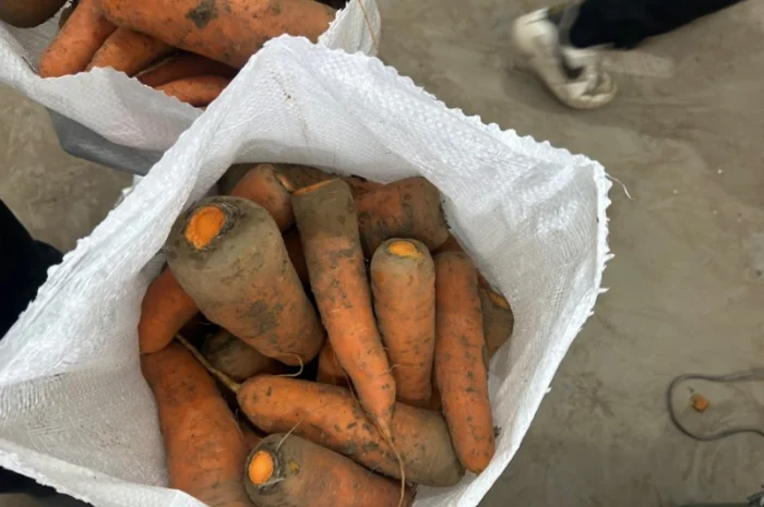 Продам моркву сорт кантон каскад- фото № 1