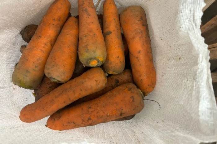 Продам моркву сорт кантон каскад- фото № 2