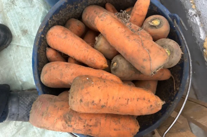 Продам моркву сорт кантон каскад- фото № 3