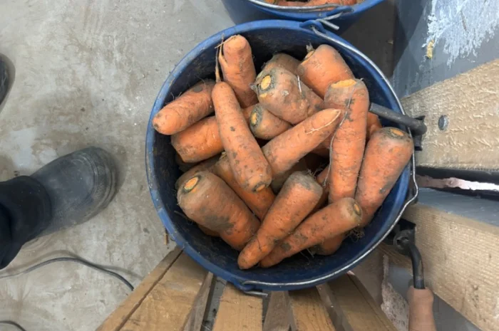 Продам моркву сорт кантон каскад- фото № 4